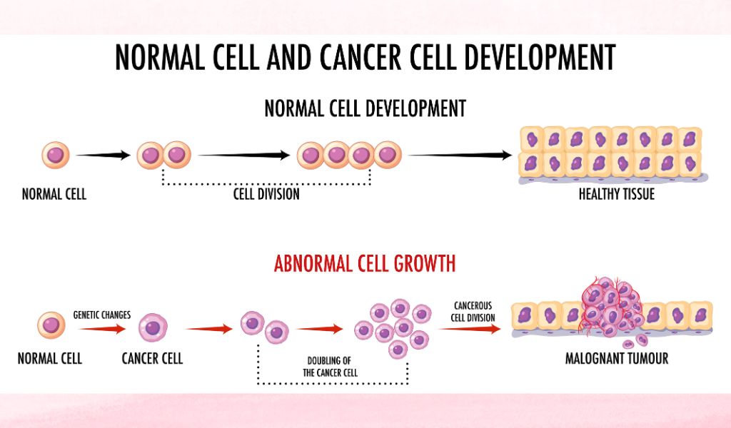 Hình ảnh thể hiện sự phát triển của tế bào bình thường và tế bào ung thư