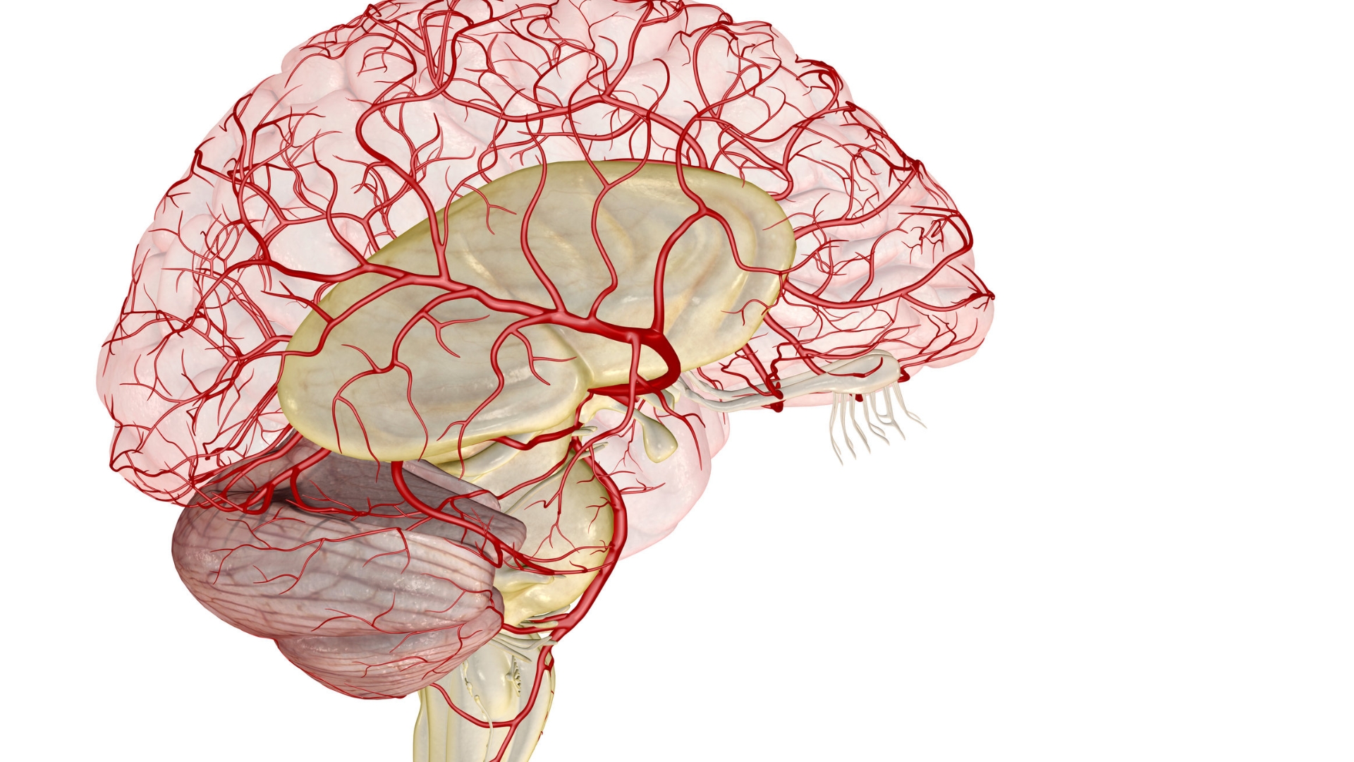 Động mạch não xuất phát từ động mạch cảnh và động mạch đốt sống, giúp đưa máu giàu oxy đến các tế bào thần kinh