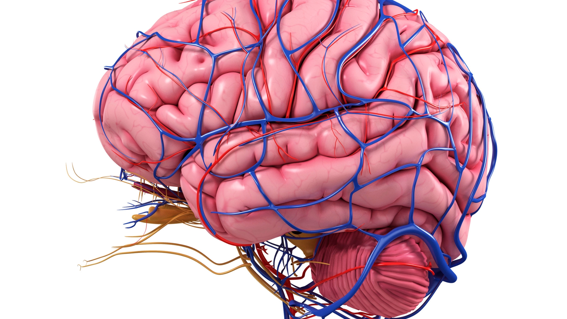 Tĩnh mạch nào đưa máu về tim, giúp duy trì dòng máu não ra vào liên tục và cân bằng tuần hoàn