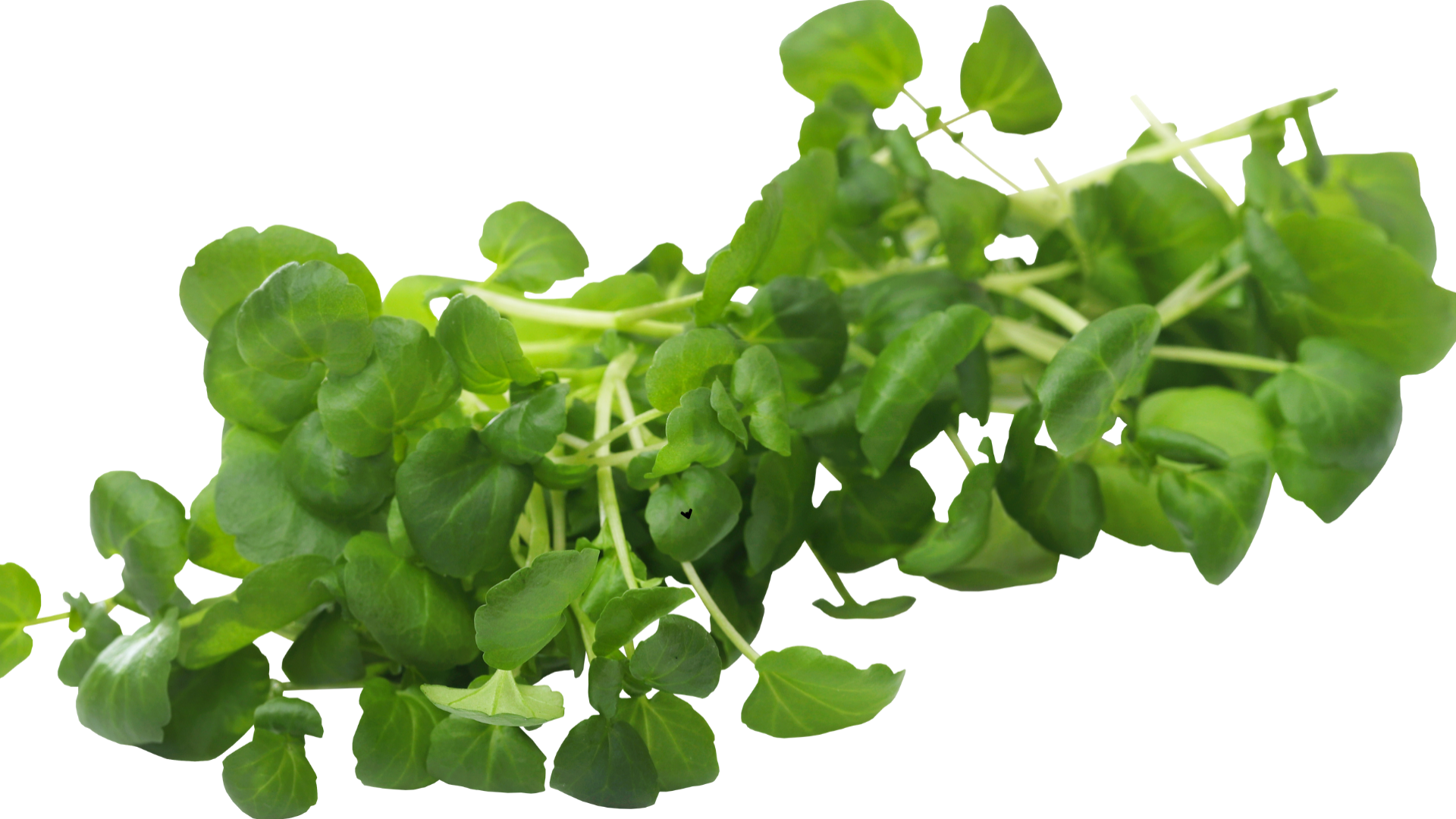 Xà lách xoong là loại rau mọc dưới nước, dễ bám đất, cát và có thể chứa&nbsp;ký sinh trùng hoặc vi khuẩn