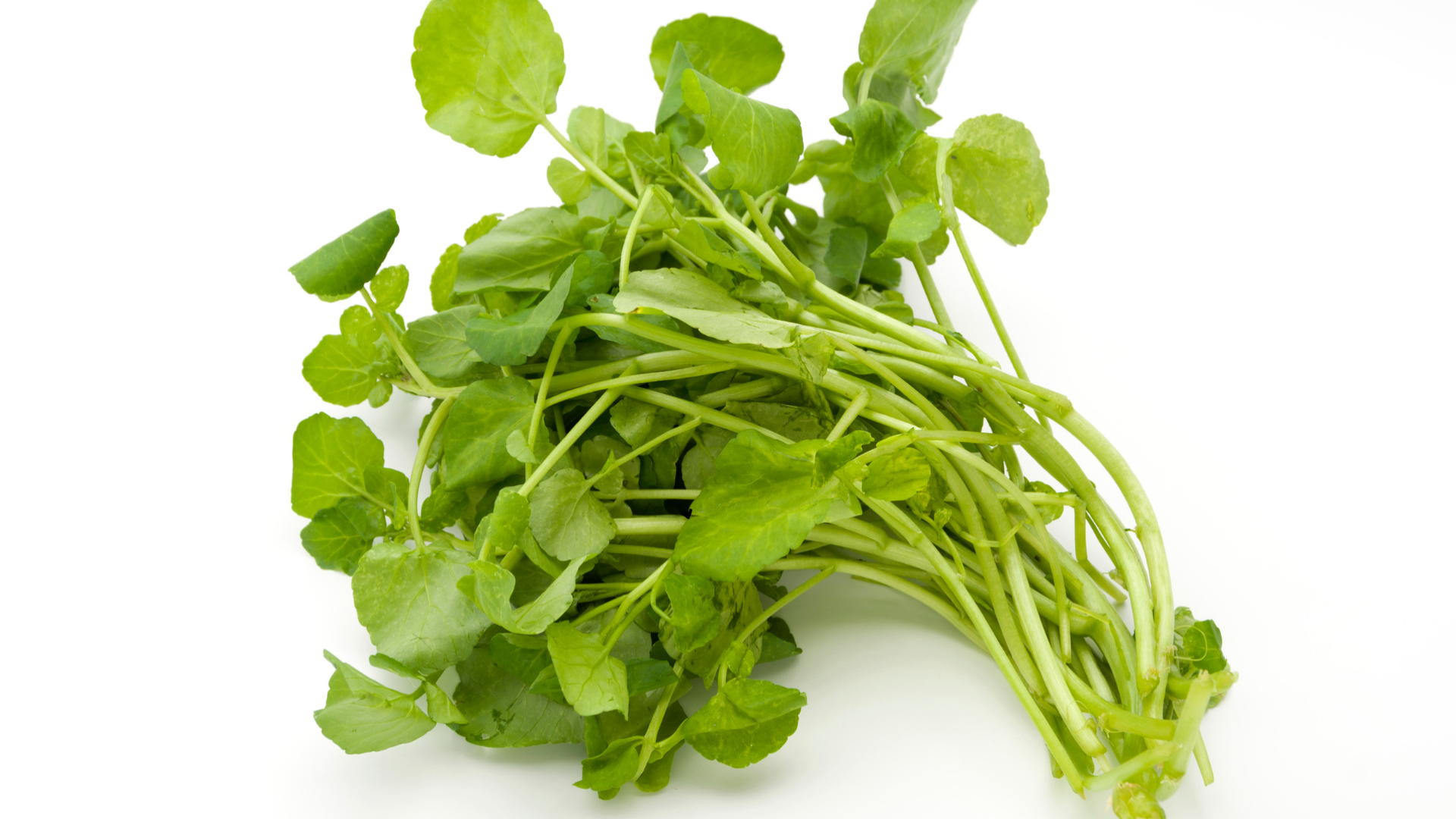 Xà lách xoong chứa lutein và zeaxanthin, là hai hợp chất chống oxy hóa giúp bảo vệ võng mạc khỏi tác hại của ánh sáng xanh