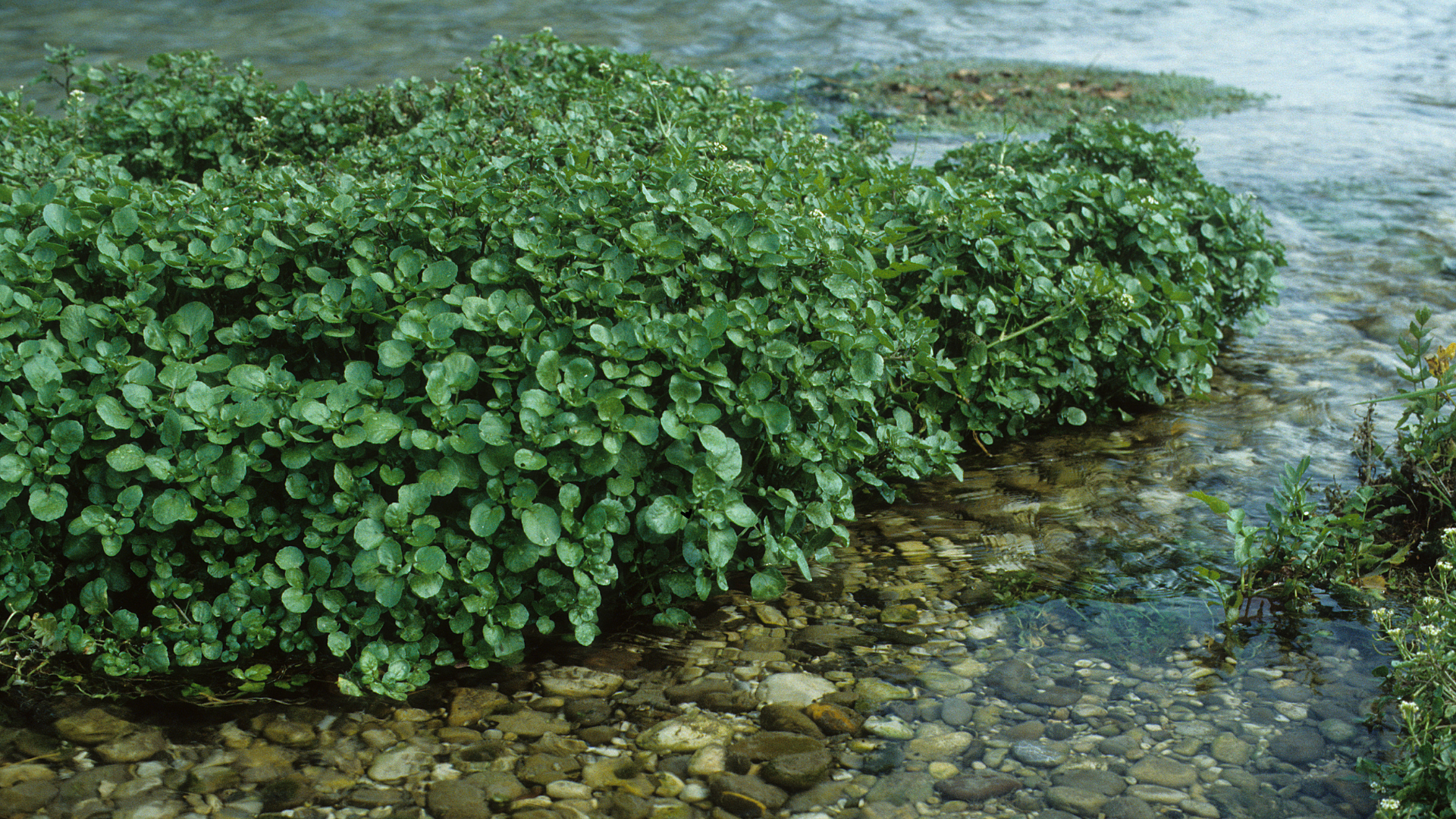 Mẹ bầu nên tránh rau từ nơi không rõ nguồn nước, dùng phân hóa học mạnh