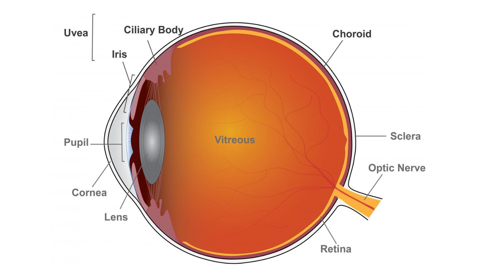 Màng bồ đào gồm 3 phần chính: Mống mắt (iris), thể mi (ciliary body), màng mạch (choroid)