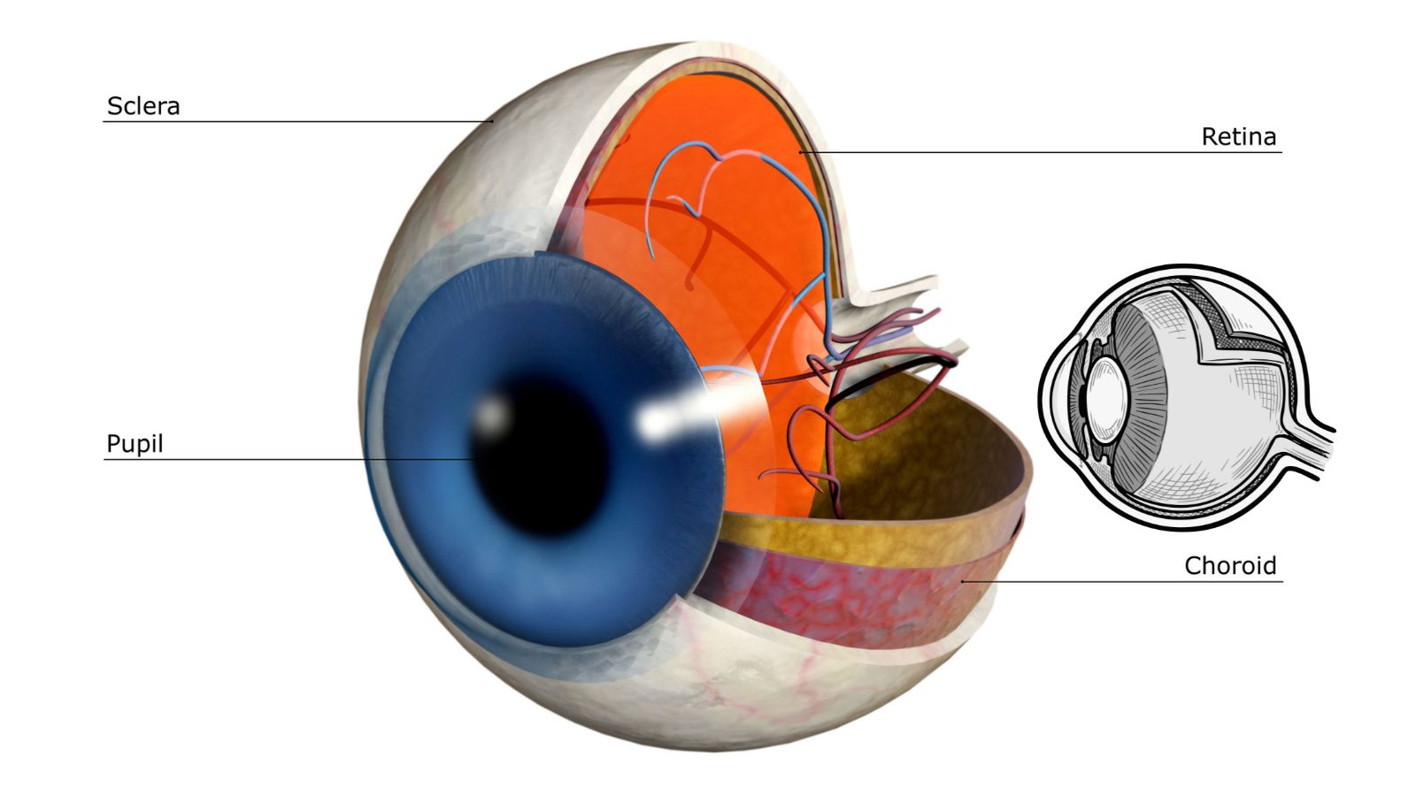 Màng mạch chứa melanin giúp hấp thụ bớt ánh sáng đi vào mắt, giảm ánh sáng phản chiếu ngược lại trên võng mạc