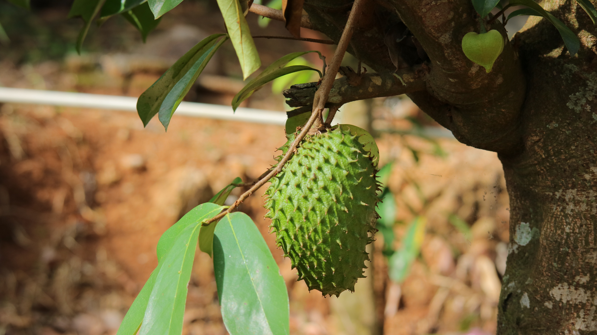 Mãng cầu gai có tác dụng gì đối với sức khỏe?