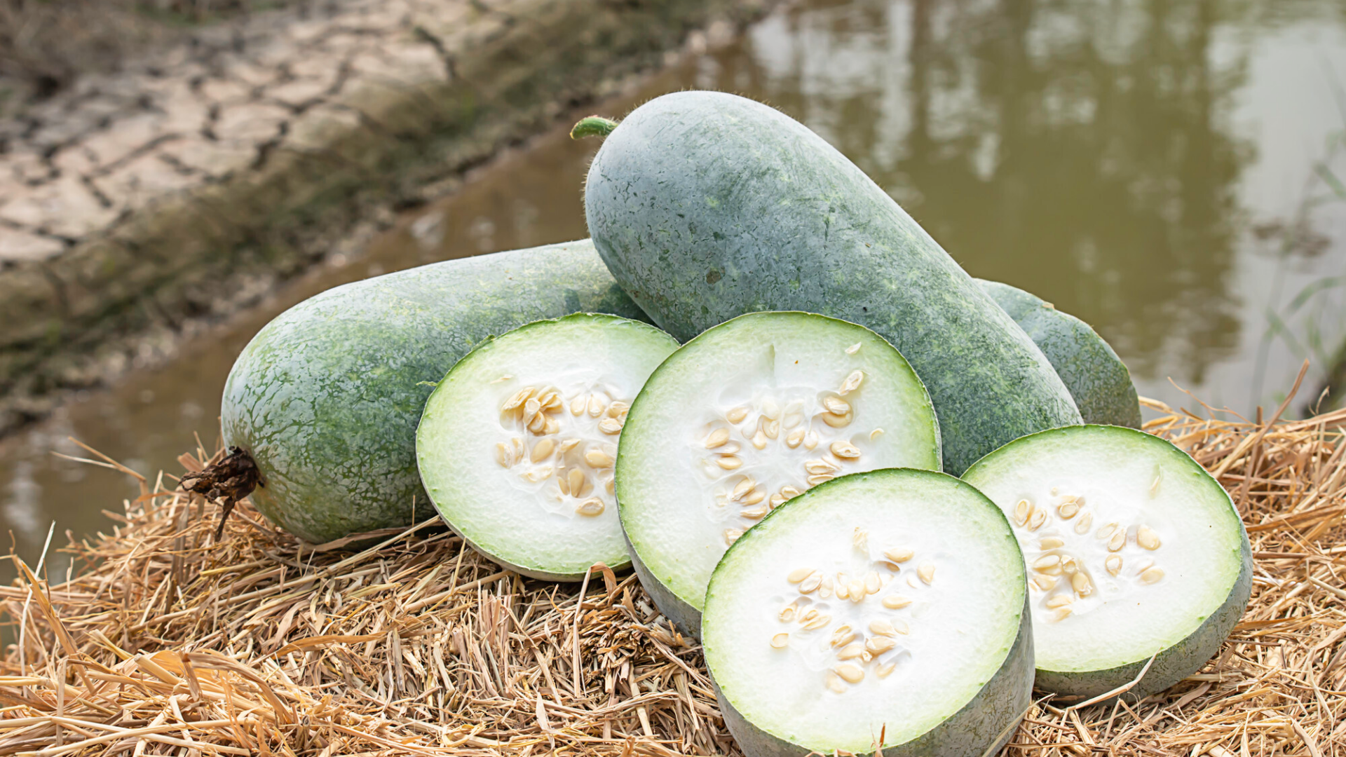 Bí đao chứa nhiều chất xơ hòa tan, giúp kích thích nhu động ruột và giảm tình trạng táo bón