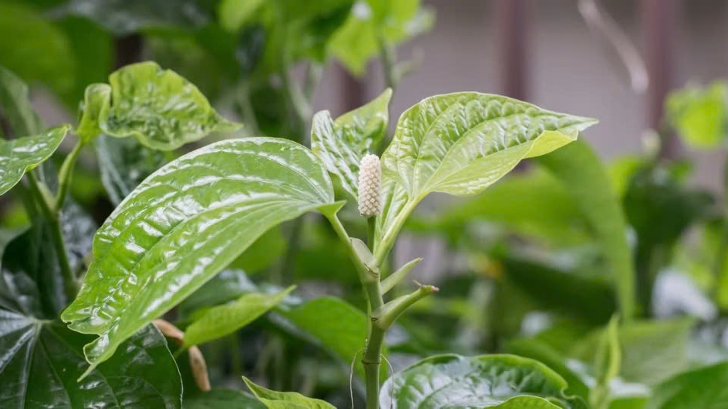 me-bau-an-la-lot-duoc-khong-nhung-dieu-can-luu-y-khi-an 1.jpg