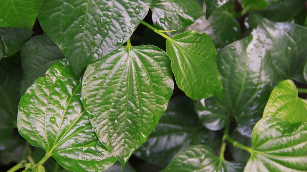 me-bau-an-la-lot-duoc-khong-nhung-dieu-can-luu-y-khi-an 4.jpg