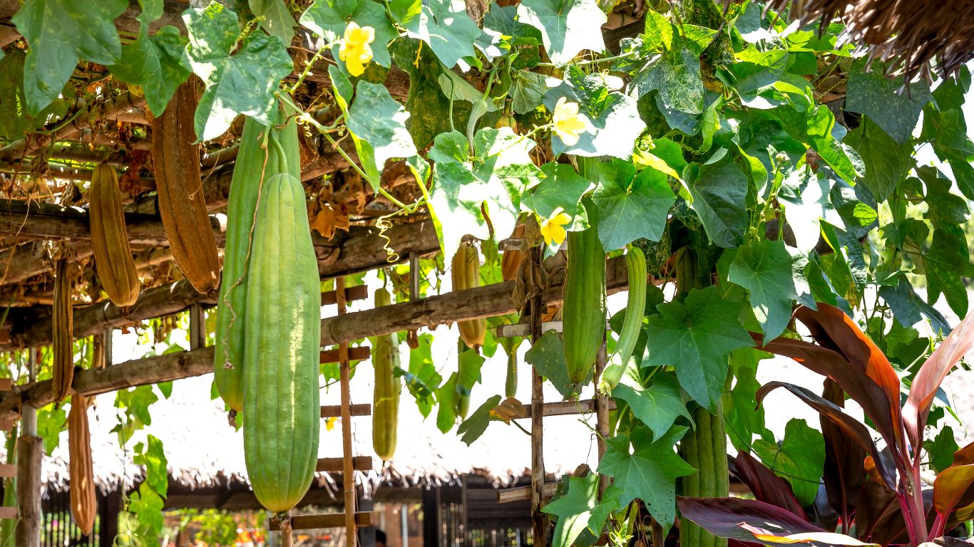 me-bau-an-muop-duoc-khong 2