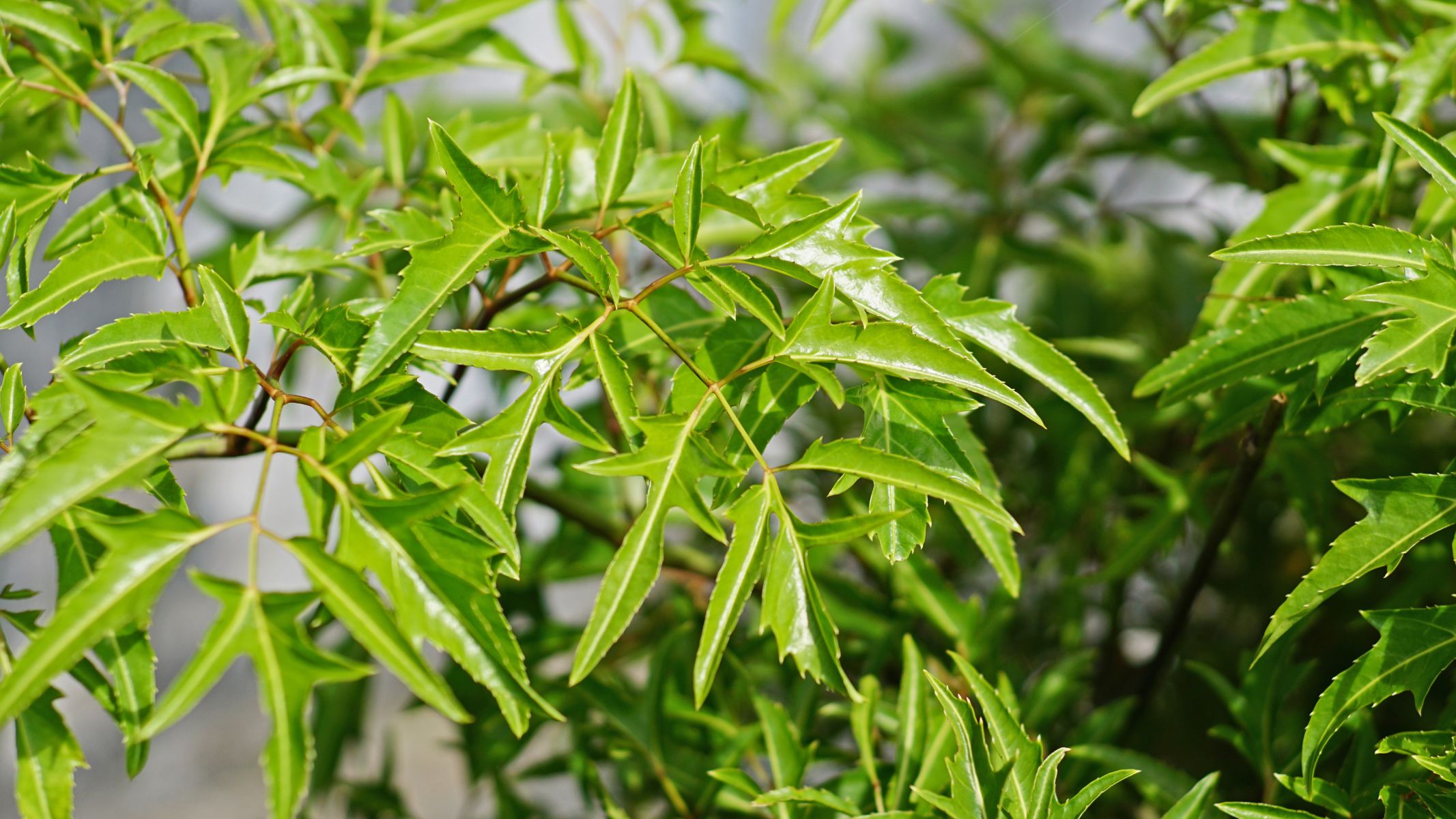 Mẹo dân gian giúp trẻ ngủ sâu giấc: Bí quyết cho giấc ngủ ngon 1