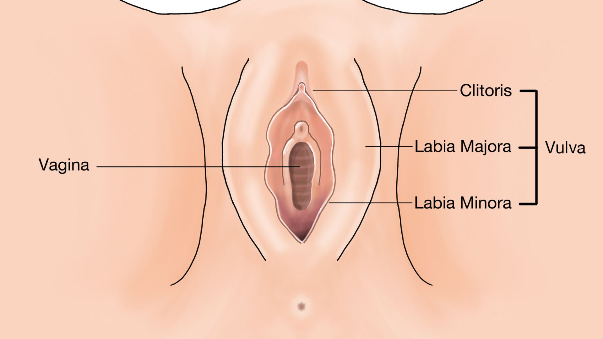 Môi bé (labia minora) là hai nếp da mỏng nằm bên trong môi lớn