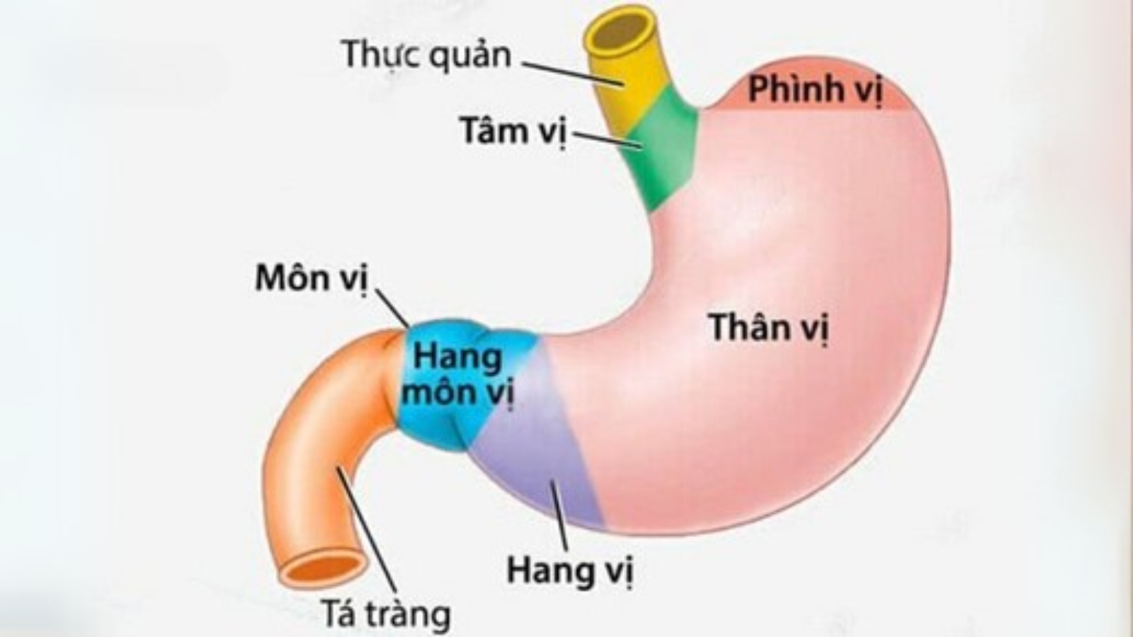 Môn vị là gì là thắc mắc của nhiều người