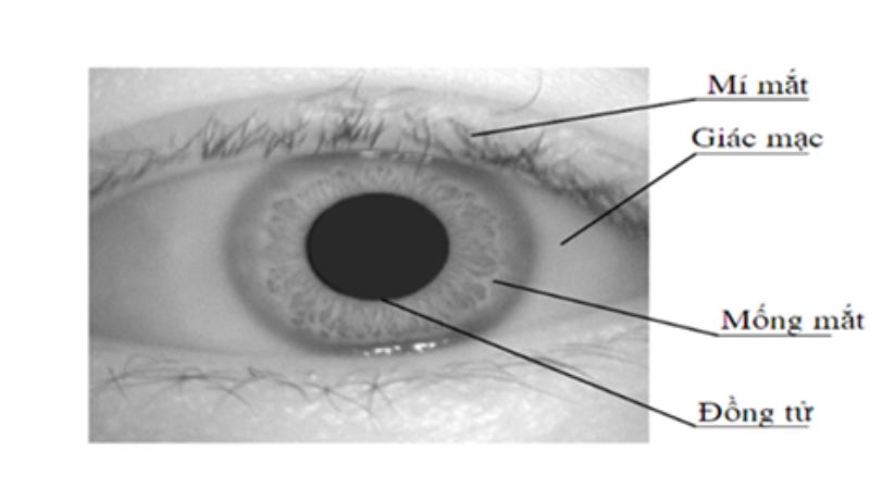 Mống mắt là gì và cơ chế hoạt động của mống mắt