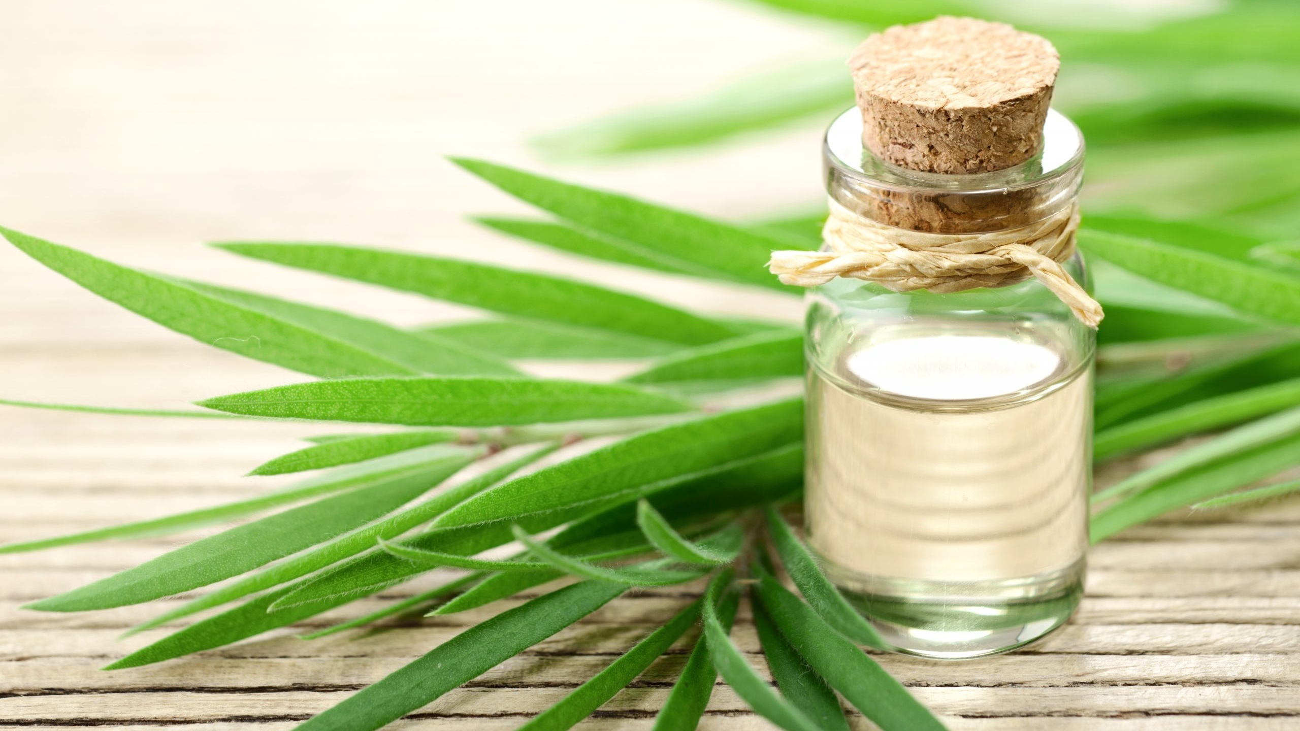 Pha tinh dầu tràm trà thoa lên vùng móng bị đốm trắng