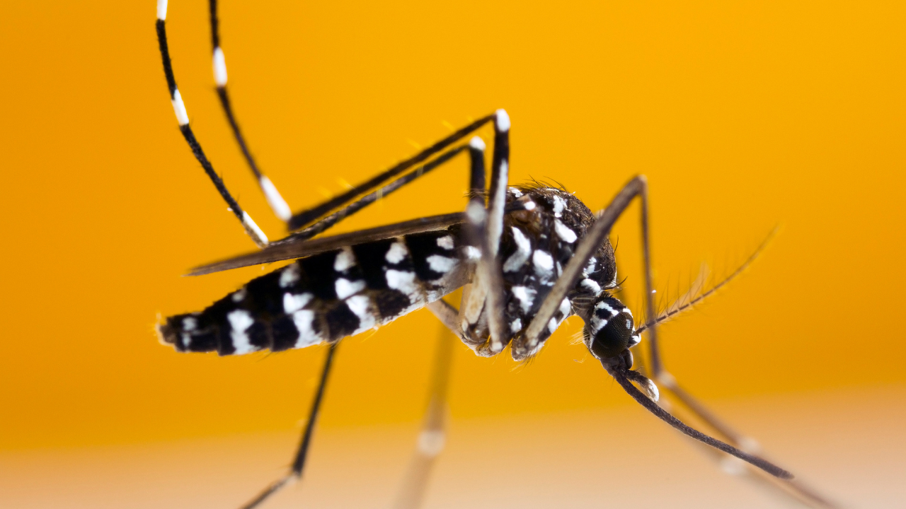 Muỗi vằn (Aedes aegypti) là tác nhân lây truyền virus Dengue, gây bệnh sốt xuất huyết