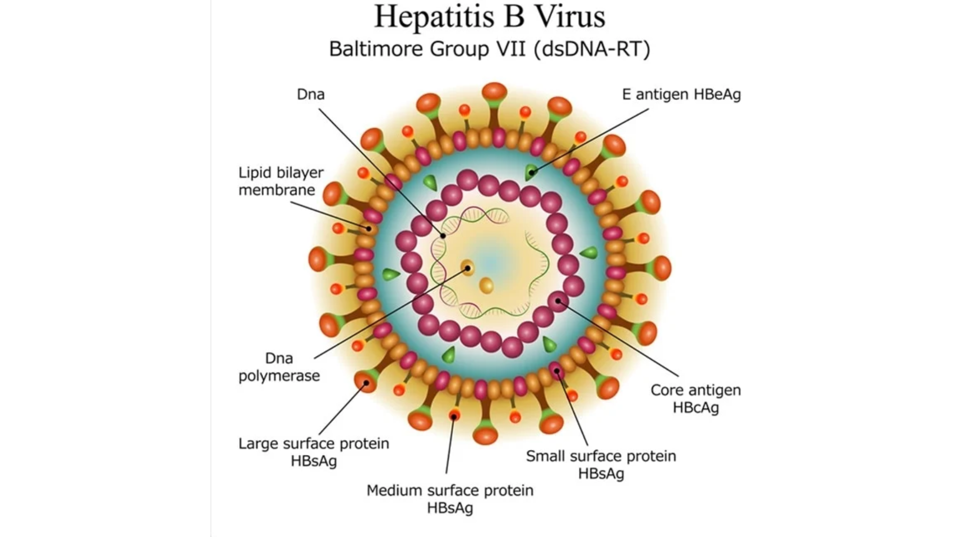 Virus viêm gan B là một loại hepatovirus chỉ nhân lên được trong tế bào gan của người và một số loài linh trưởng
