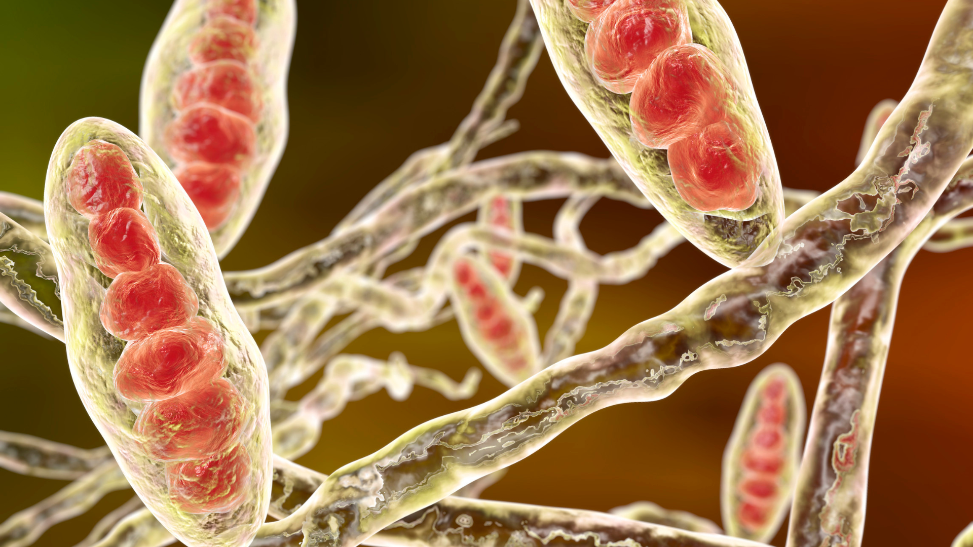 Trichophyton rubrum là một trong những tác nhân gây ra nấm bẹn