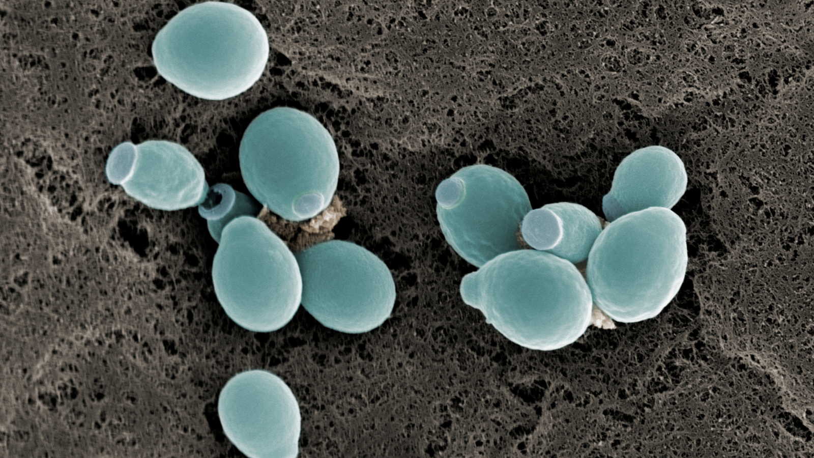 Ở những người có hệ miễn dịch bình thường, Candida tồn tại một cách vô hại