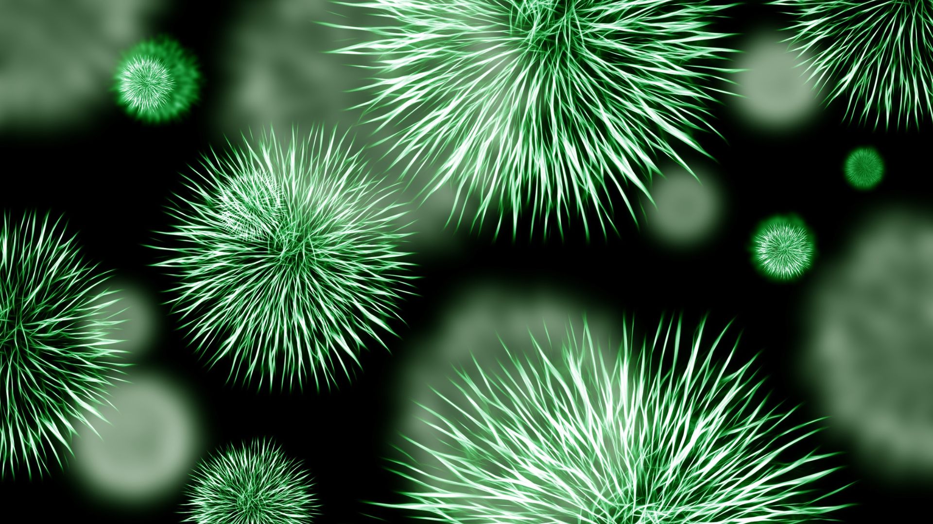 Nấm da đầu hình thành do nhiễm nấm dermatophyte