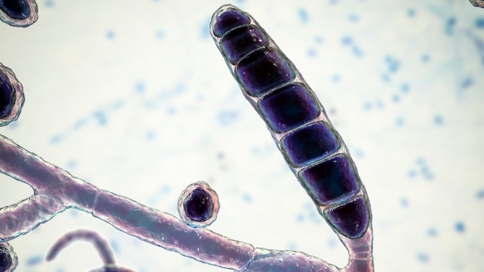 Nấm Dermatophytes là nhóm vi nấm gây bệnh ngoài da, chủ yếu xâm nhập và phát triển ở các mô chứa keratin