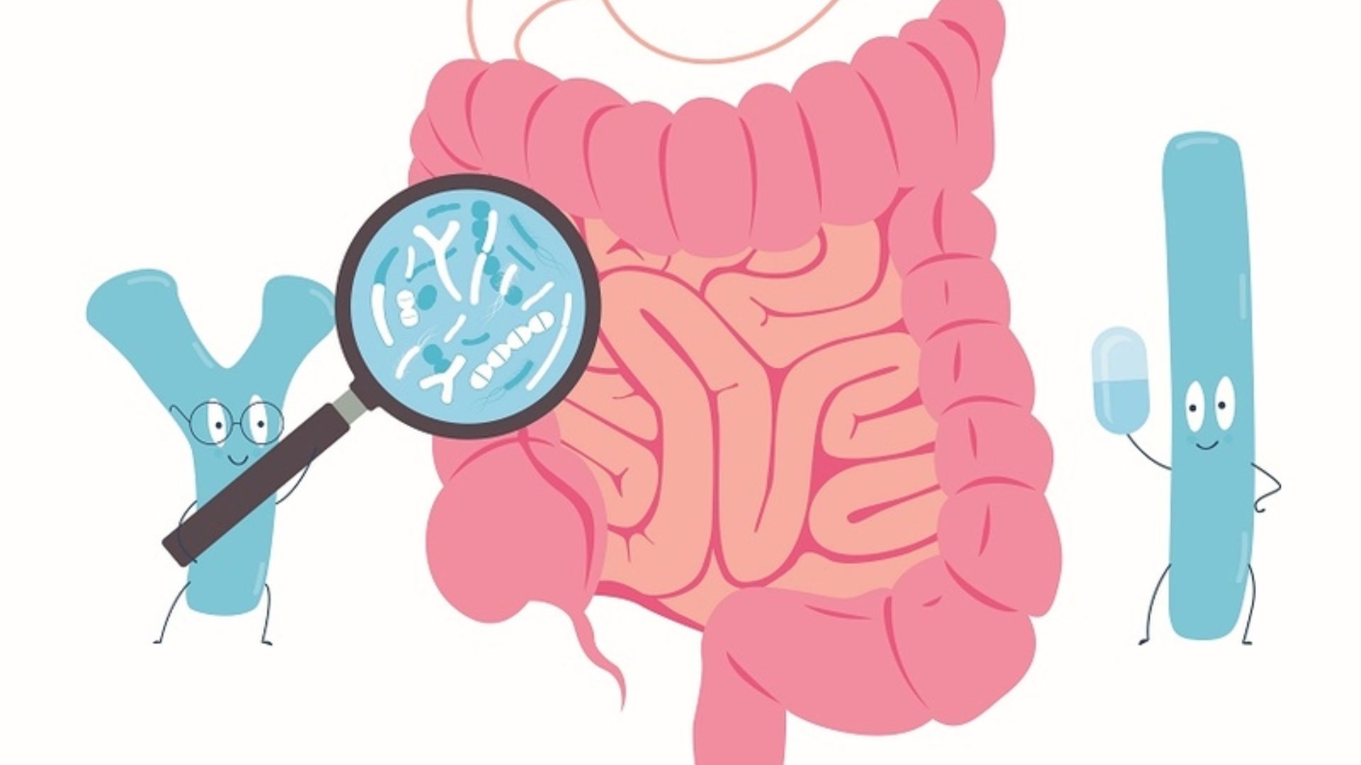 Một số loại nấm men đóng vai trò là lợi khuẩn rất tốt cho hệ tiêu hóa