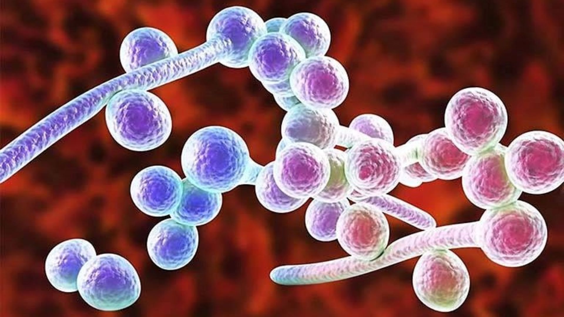 Sự mất cân bằng nấm men trong cơ thể có thể gây bệnh nhiễm nấm toàn thân