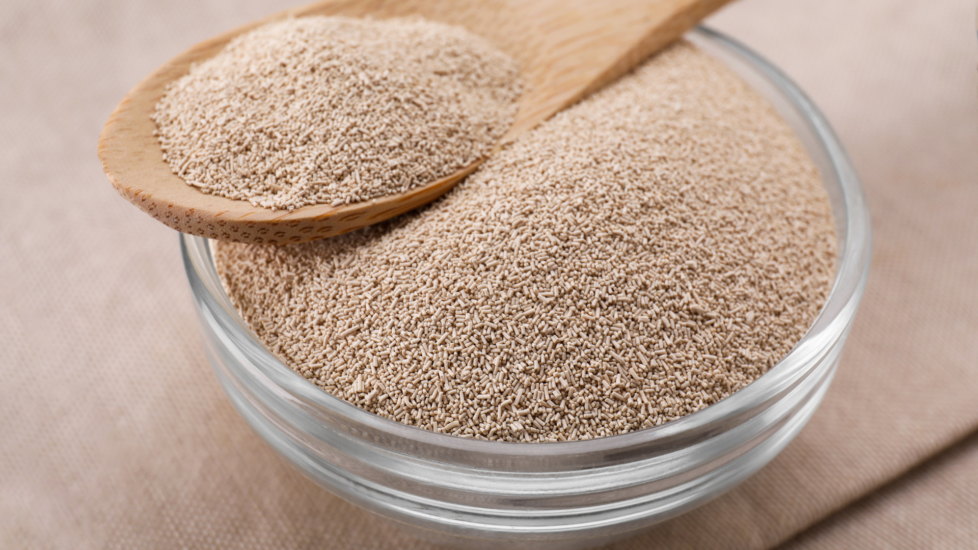 Nấm men phổ biến trong quá trình lên men thực phẩm