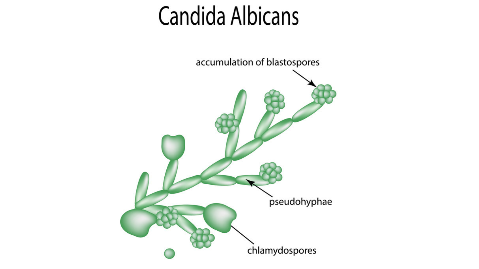 Ở những người suy giảm miễn dịch, một số nấm men cơ hội có thể gây nhiễm trùng, như Candida albicans dẫn đến nấm miệng hoặc nhiễm nấm âm đạo