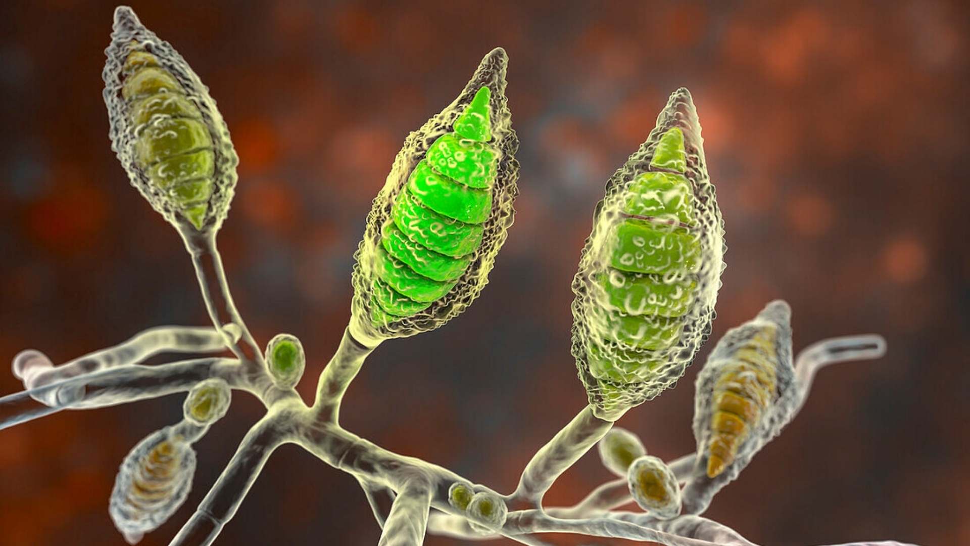 Nấm Microsporum canis có lây sang người không? Câu trả lời là có