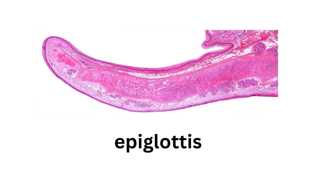 Nắp thanh quản là một mảnh sụn đàn hồi hình lá, có nhiệm vụ bảo vệ thanh quản và hỗ trợ quá trình nuốt