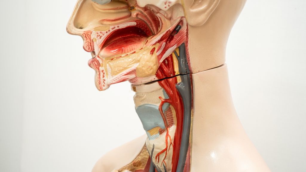 Nắp thanh quản nằm ngay phía sau gốc lưỡi, phía trên và trước thanh quản