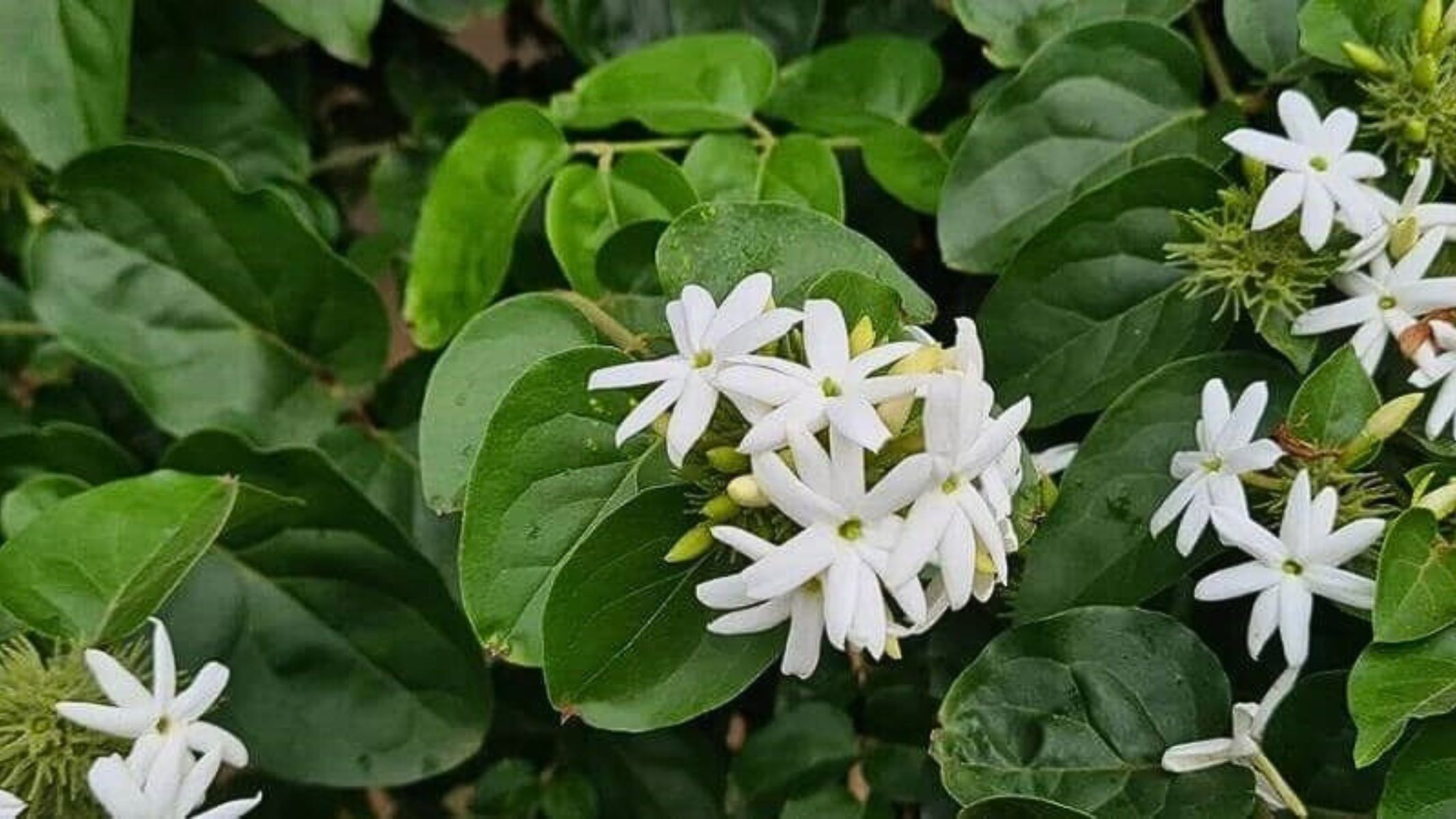 Khi uống đều đặn, chè vằng giúp giảm stress, cải thiện chất lượng giấc ngủ