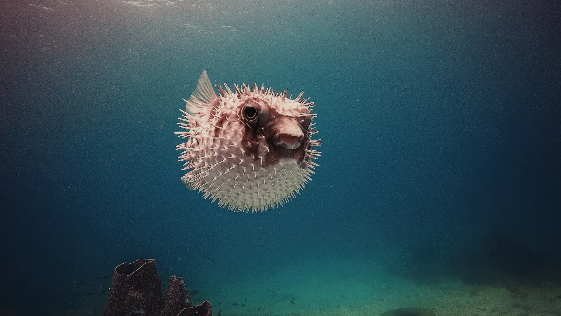 Tổng quan về ngộ độc cá nóc và độc tố trong cá