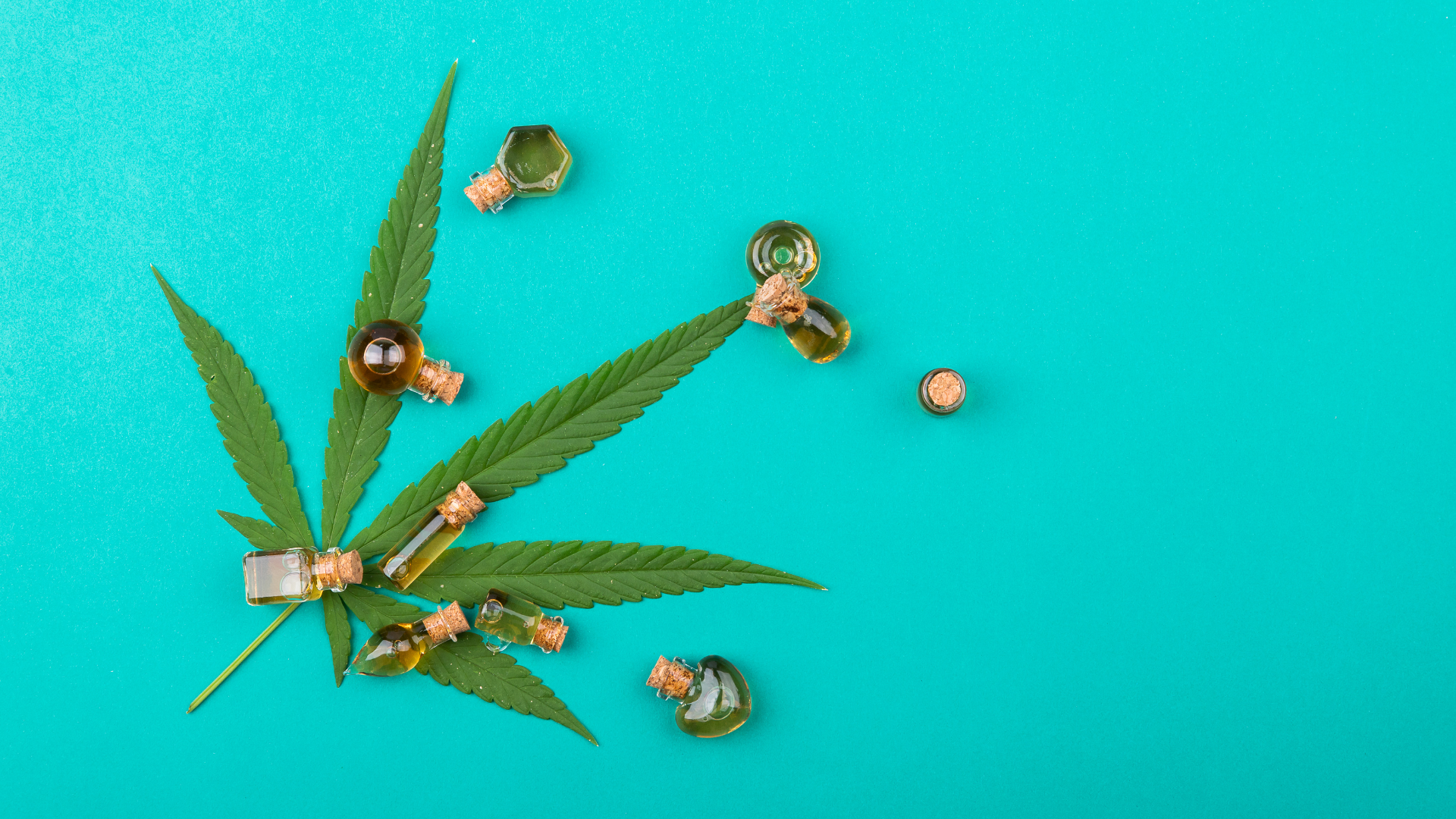 Ngộ độc cần sa xảy ra khi cơ thể tiếp nhận lượng THC quá cao