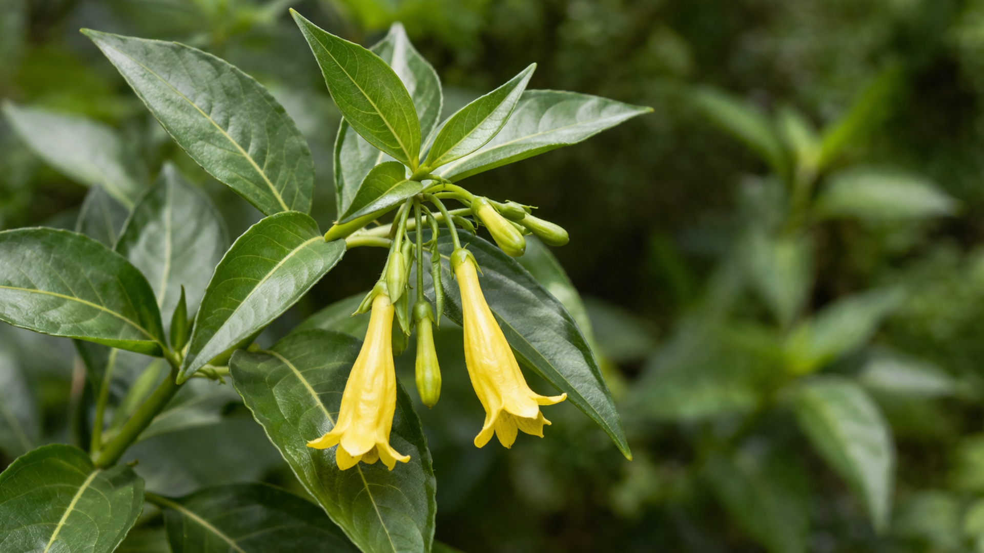 Ngộ độc lá ngón có thể xảy ra khi ăn nhầm cây trong tự nhiên