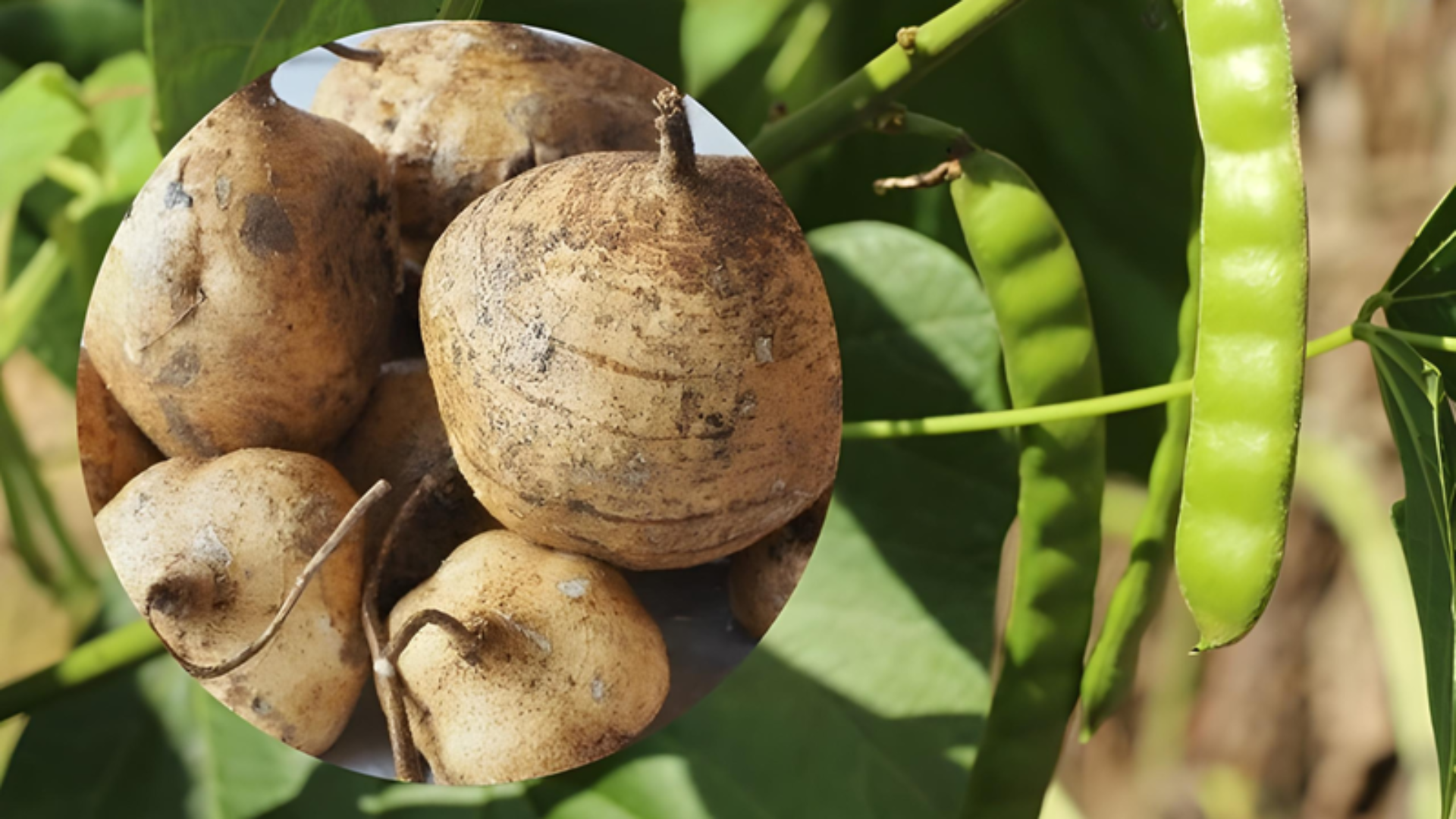 Cây củ đậu chỉ ăn được phần củ, còn hạt, quả, lá và thân đều chứa độc tố rotenone