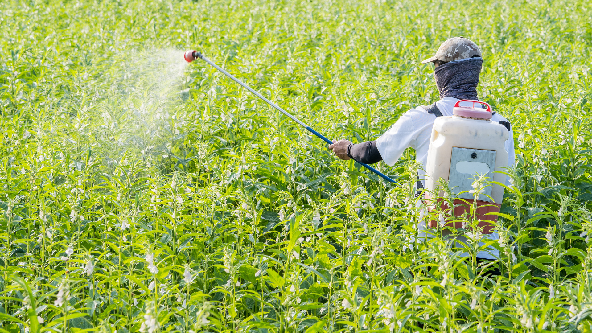 Các tình huống dễ dẫn đến ngộ độc phospho hữu cơ