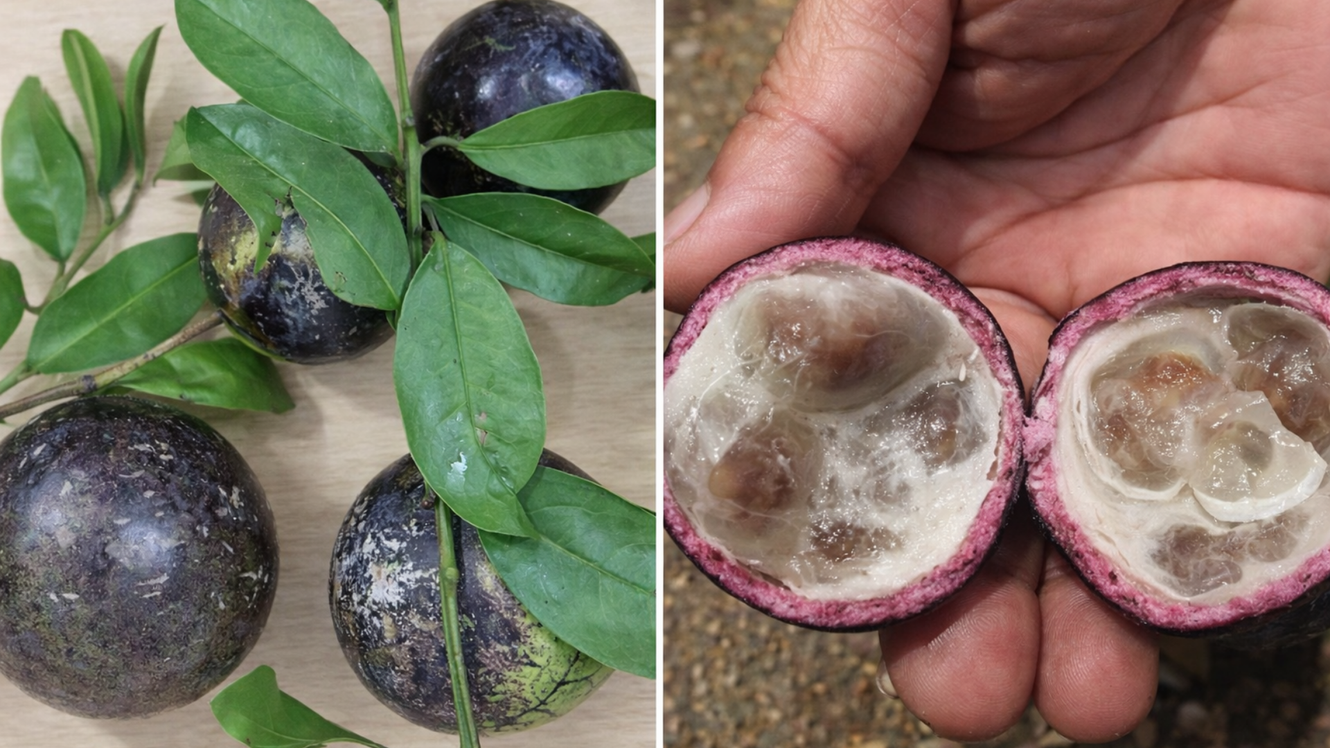 Hình ảnh quả rừng có thể gây ngộ độc quả hồng châu