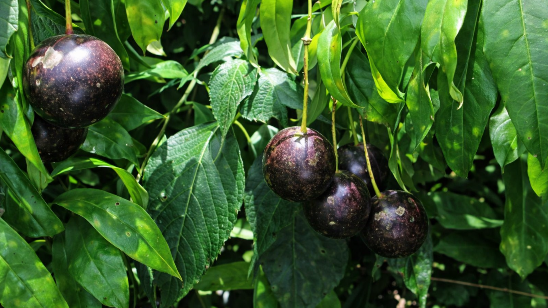 Phòng tránh ngộ độc quả hồng châu khi đi rừng hoặc dã ngoại