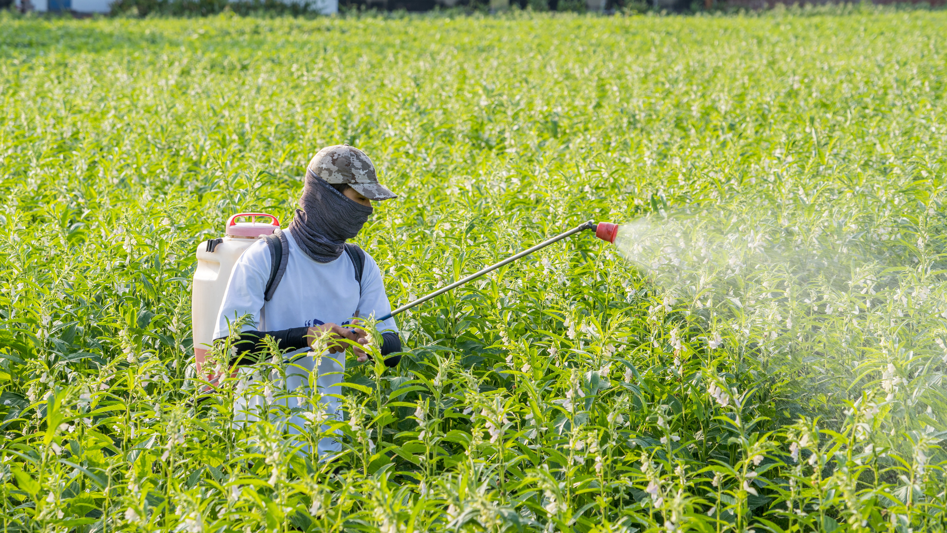 Thuốc trừ sâu có thể xâm nhập cơ thể qua nhiều con đường