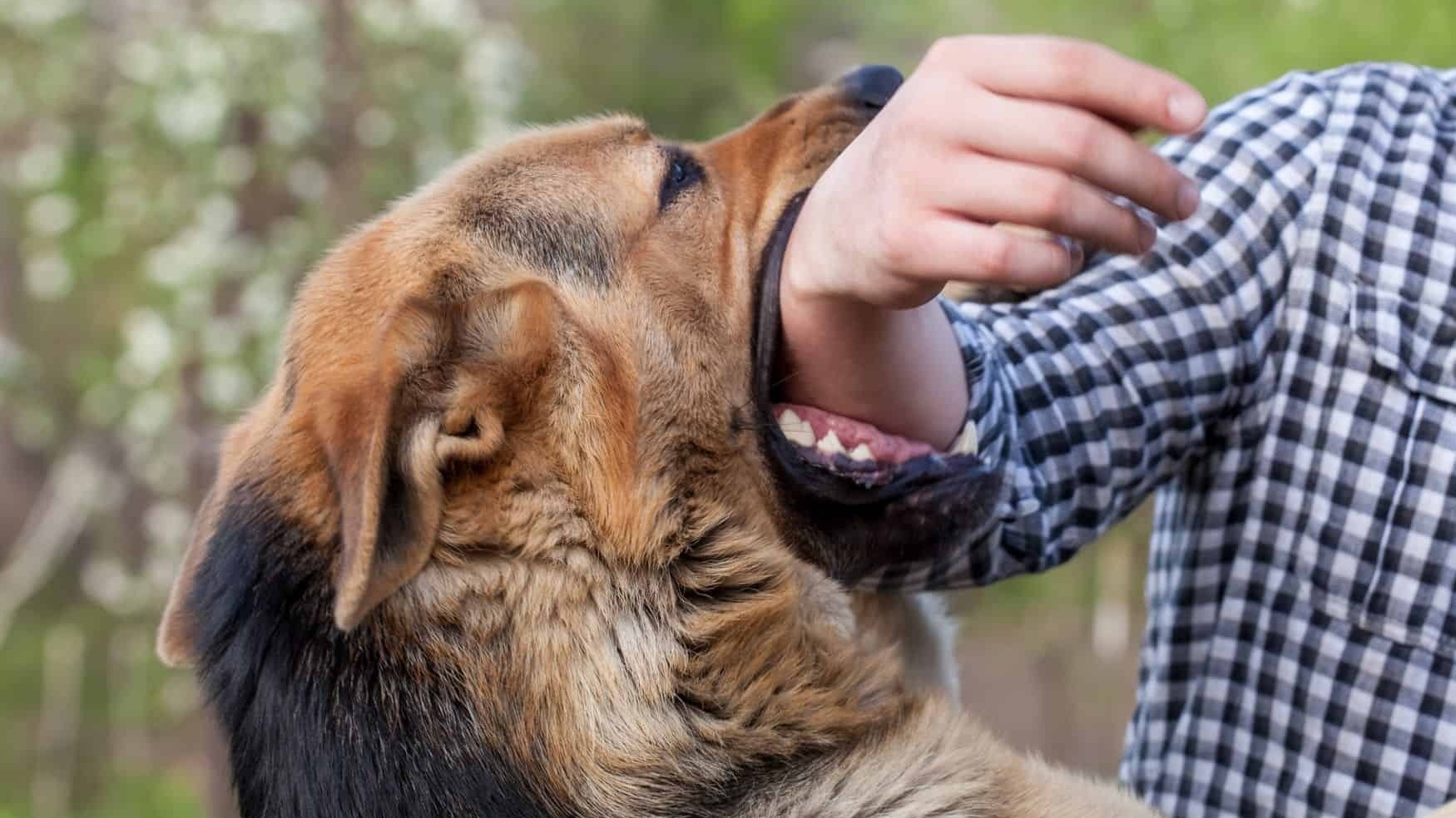 nguoi-bi-cho-da-duoc-tiem-phong-dai-can-co-sao-khong-1 Cropped.jpg