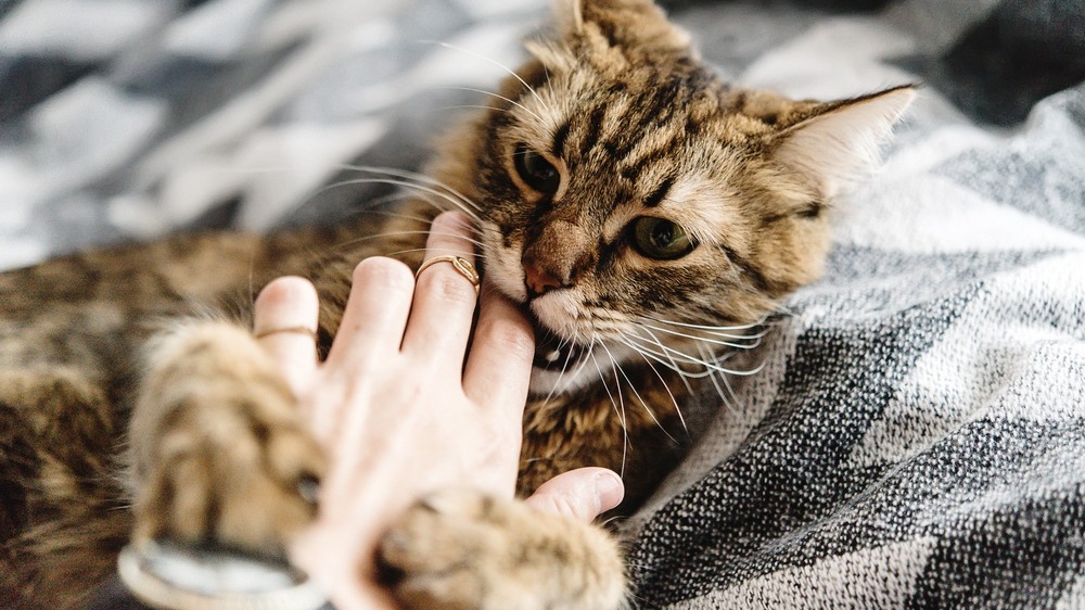 nguoi-bi-meo-can-chay-mau-co-can-tiem-phong-khong-1 Cropped.jpg