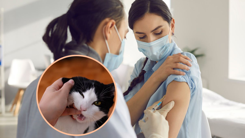 nguoi-bi-meo-can-chay-mau-co-can-tiem-phong-khong-3 Cropped.png