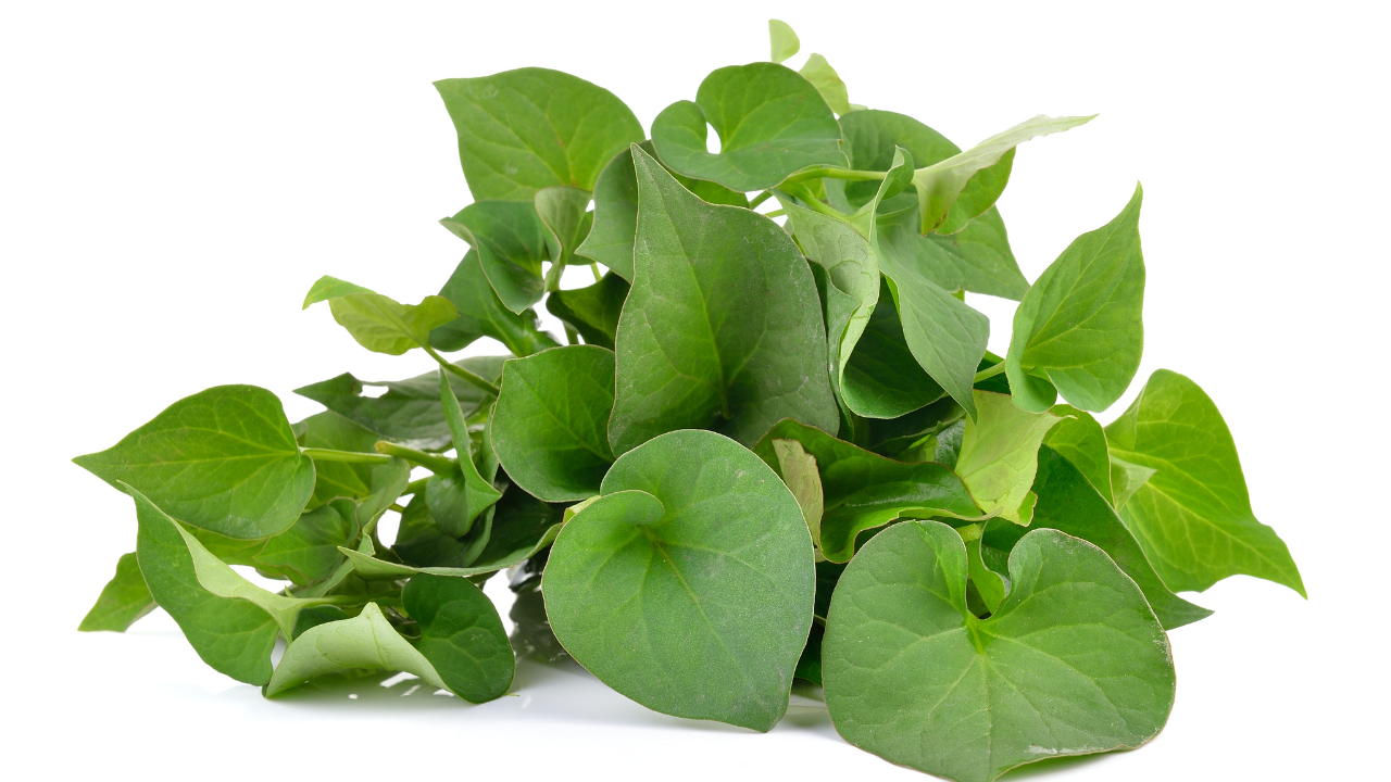 Rau diếp cá chứa nhiều flavonoid và chất chống oxy hóa