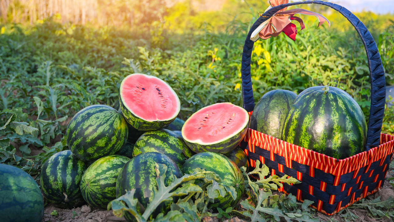Dưa hấu với hơn 90% thành phần là nước