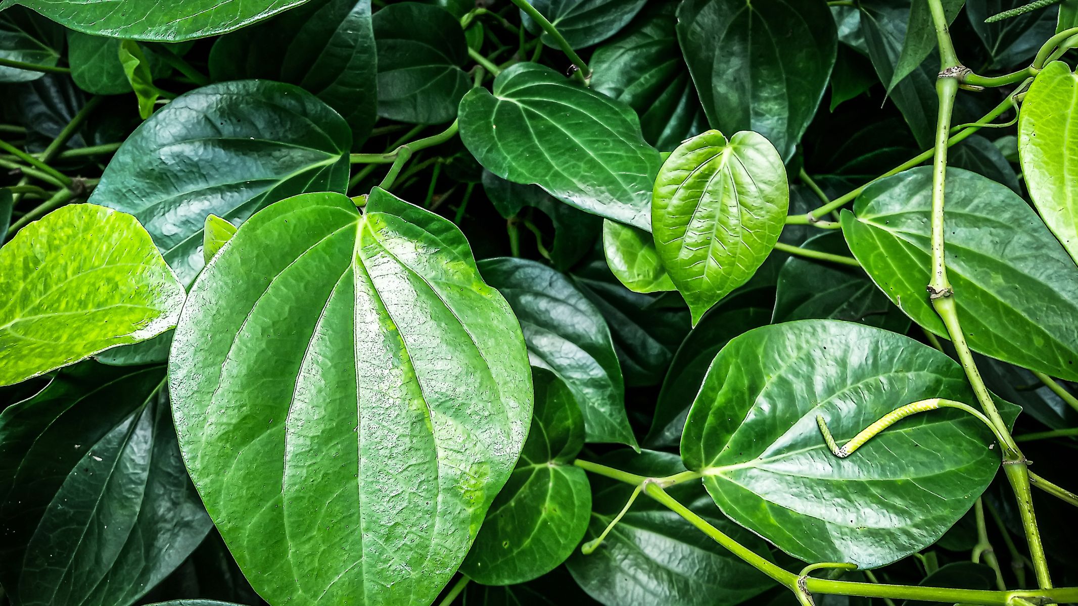 Lá trầu không có đặc tính kháng khuẩn, tiêu viêm, giảm ngứa và hỗ trợ phục hồi da