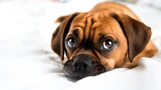 nhan-biet-cac-bieu-hien-cho-bi-benh-dai-de-kip-thoi-xu-ly-2 Cropped.jpg