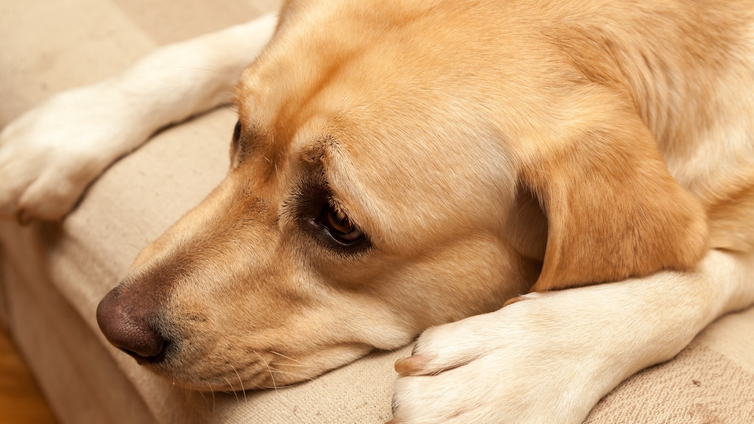 nhan-biet-cac-bieu-hien-cho-bi-benh-dai-de-kip-thoi-xu-ly-4 Cropped.jpg