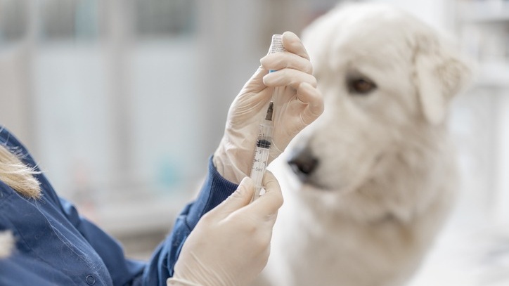 nhan-biet-cac-bieu-hien-cho-bi-benh-dai-de-kip-thoi-xu-ly-5 Cropped.jpg