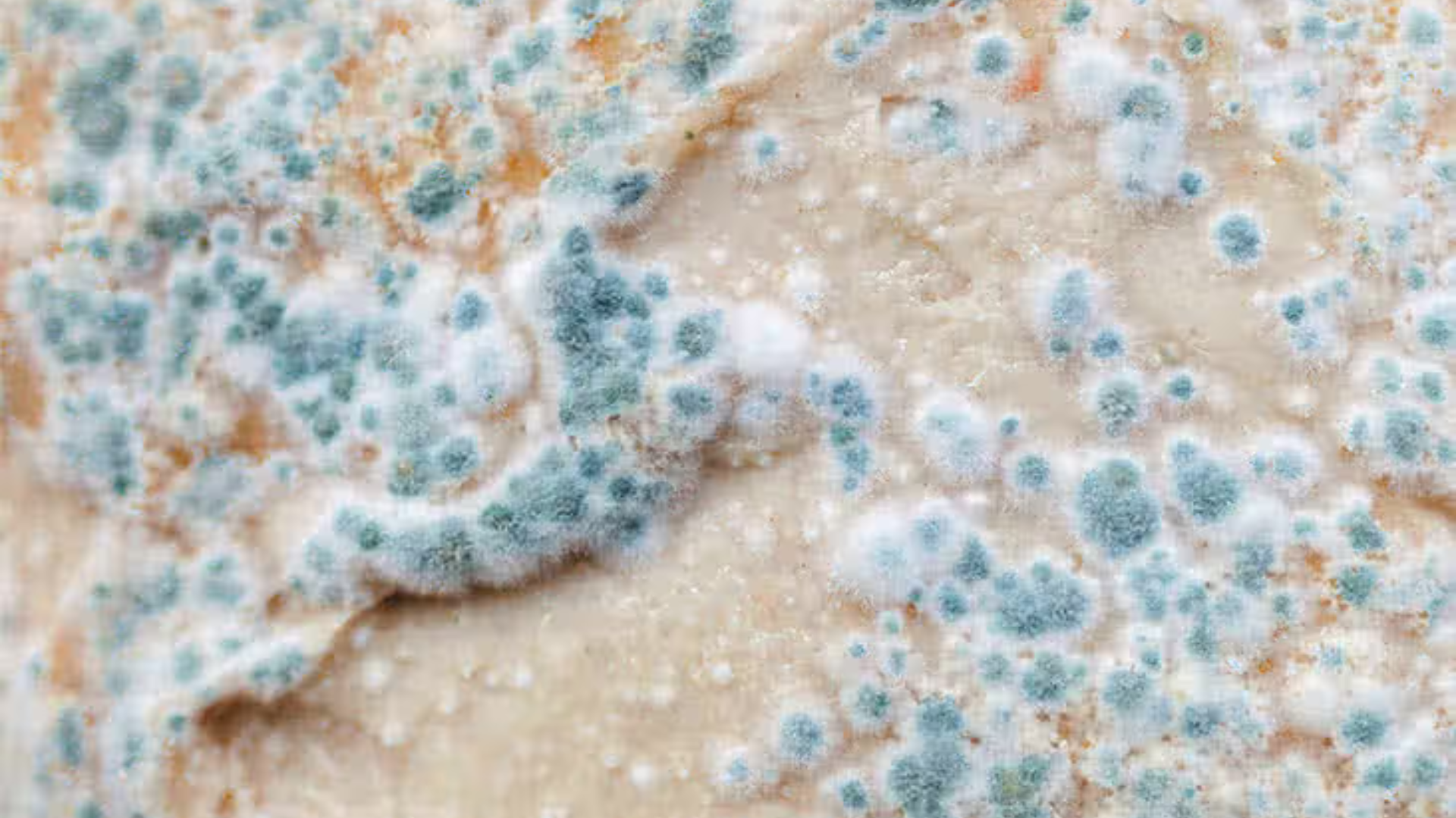 Cladosporium thường có màu xanh ô-liu, nâu sẫm hoặc đen, bề mặt mịn như nhung